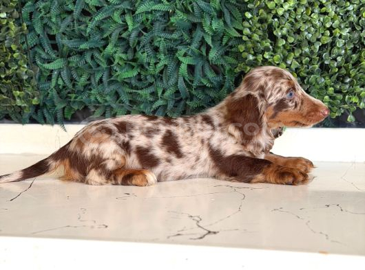 Longhair Merle Dachshund Yavru görsel