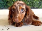 Longhair Merle Dachshund Yavru
