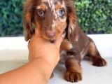 Longhair Merle Dachshund Yavru