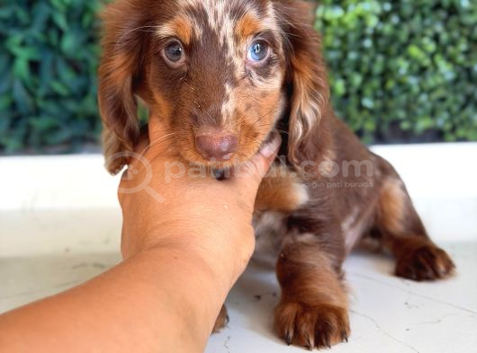 Longhair Merle Dachshund yavru