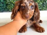 Longhair Merle Dachshund Yavru