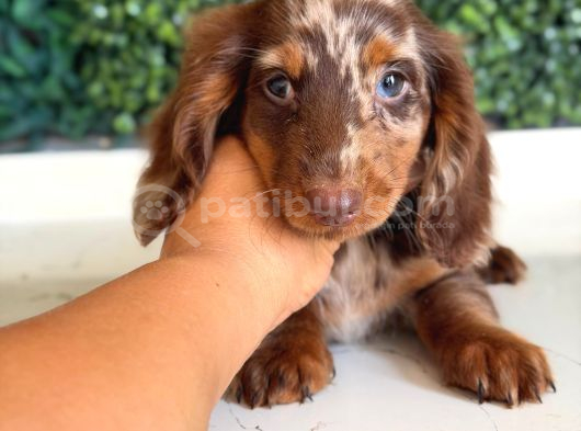 Longhair Merle Dachshund Yavru görsel