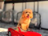 5 Aylik Erkek Poodle Yavrular