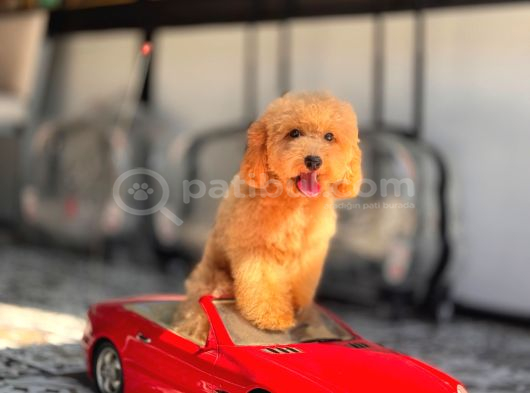 5 Aylik Erkek Poodle Yavrular