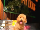 5 Aylik Erkek Poodle Yavrular