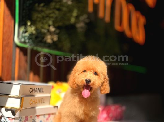 5 Aylik Erkek Poodle Yavrular görsel
