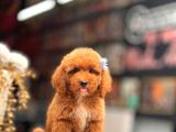 Red Toy Poodle Yavrular