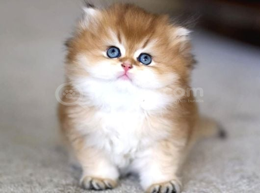 Tontiş kedimiz golden ny12 British Longhair