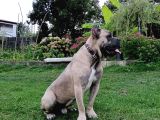 11 Aylık Erkek Cane Corso  Aşıları Tam  Çipli  Eğitimli