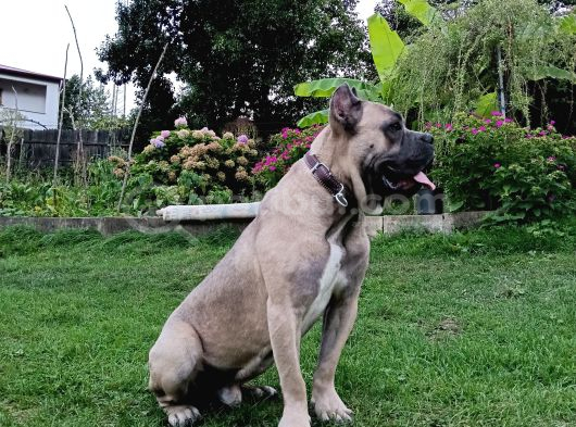 11 Aylık Erkek Cane Corso  Aşıları Tam  Çipli  Eğitimli görsel