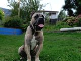 11 Aylık Erkek Cane Corso  Aşıları Tam  Çipli  Eğitimli