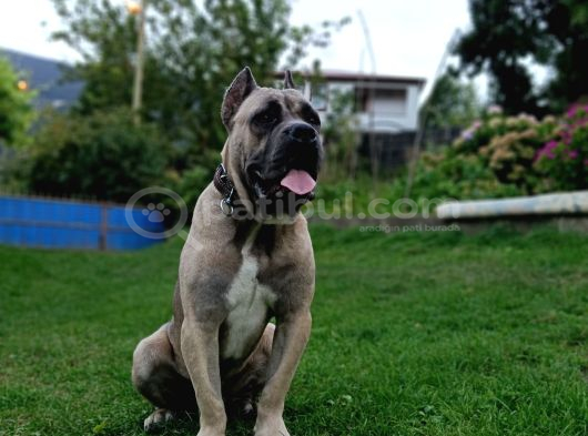 11 Aylık Erkek Cane Corso  Aşıları Tam  Çipli  Eğitimli görsel