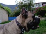 11 Aylık Erkek Cane Corso  Aşıları Tam  Çipli  Eğitimli