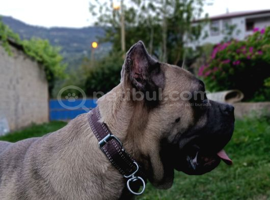 11 Aylık Erkek Cane Corso  Aşıları Tam  Çipli  Eğitimli görsel
