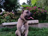 11 Aylık Erkek Cane Corso  Aşıları Tam  Çipli  Eğitimli