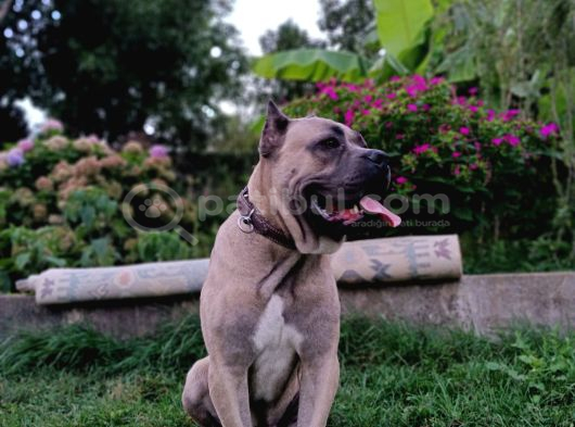 11 Aylık Erkek Cane Corso  Aşıları Tam  Çipli  Eğitimli