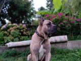 11 Aylık Erkek Cane Corso  Aşıları Tam  Çipli  Eğitimli
