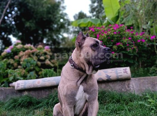 11 Aylık Erkek Cane Corso  Aşıları Tam  Çipli  Eğitimli görsel