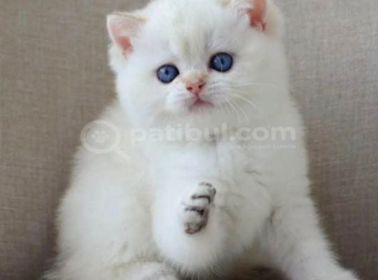 En Sakin Yavrulardan NS1133 British Shorthair