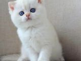 En Sakin Yavrulardan Ns1133 British Shorthair