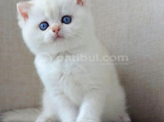 En Sakin Yavrulardan Ns1133 British Shorthair görsel