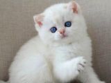 En Sakin Yavrulardan Ns1133 British Shorthair