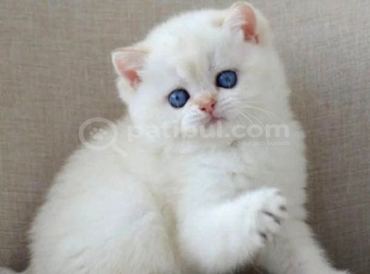 En Sakin Yavrulardan Ns1133 British Shorthair görsel