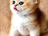 Kusursuz Güzelliğiyle Golden Ny12 British Shorthair