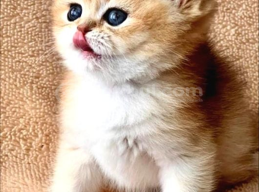 Kusursuz Güzelliğiyle Golden Ny12 British Shorthair görsel