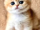 Kusursuz Güzelliğiyle Golden Ny12 British Shorthair
