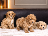 F1 Maltipoo Yavrularimiz Hazir