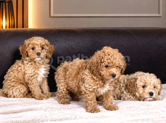 F1 Maltipoo Yavrularimiz Hazir görsel
