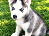 HUSKY YAVRULARIMIZ HAZIR
