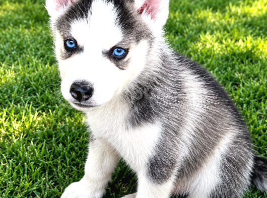 HUSKY YAVRULARIMIZ HAZIR