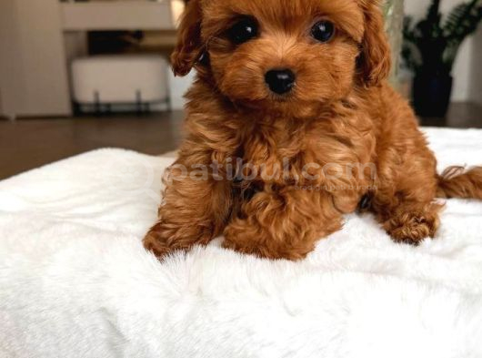 Toy Poodle Sevi̇mli̇ Yavrular Ev Üreti̇mi̇ görsel