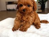 Toy Poodle Sevi̇mli̇ Yavrular Ev Üreti̇mi̇