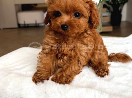 Toy Poodle Sevi̇mli̇ Yavrular Ev Üreti̇mi̇