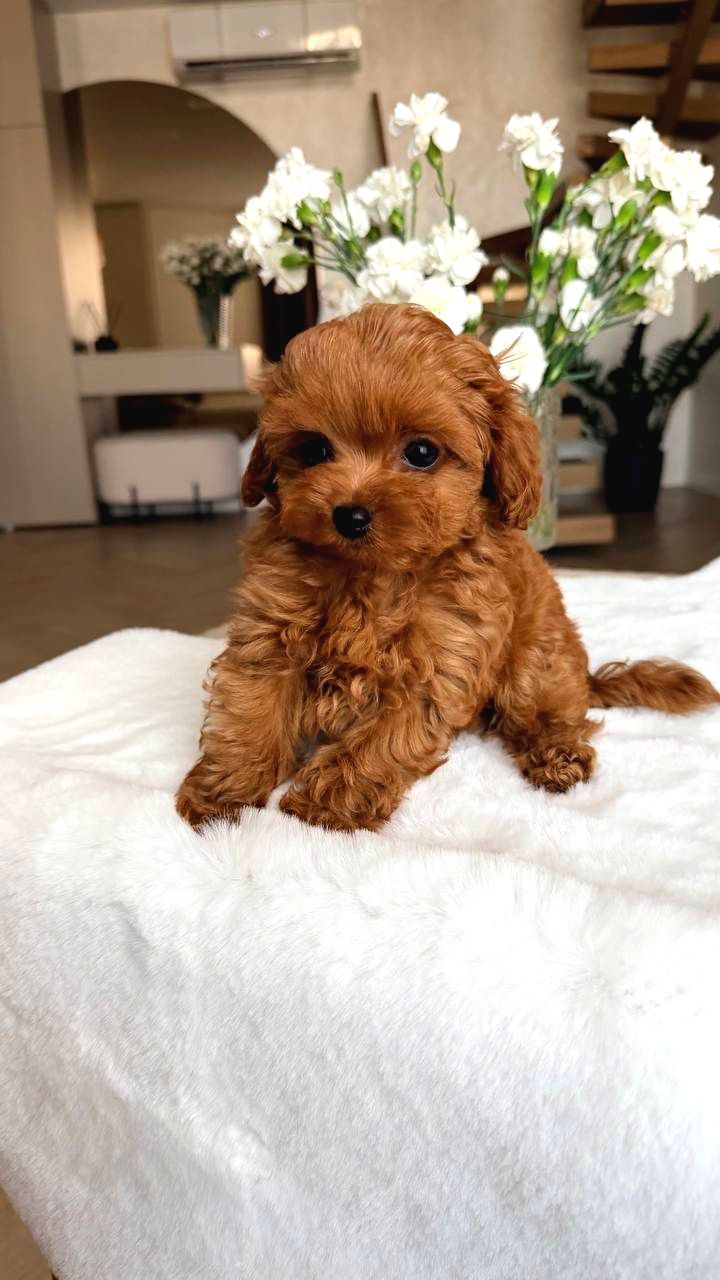 Toy Poodle Sevİmlİ Yavrular Ev Üretİmİ