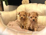 Toy Poodle Sevi̇mli̇ Yavrular Ev Üreti̇mi̇