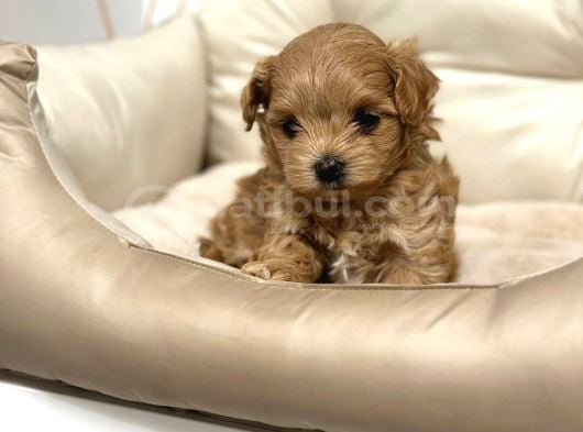 Toy Poodle Sevi̇mli̇ Yavrular Ev Üreti̇mi̇ görsel