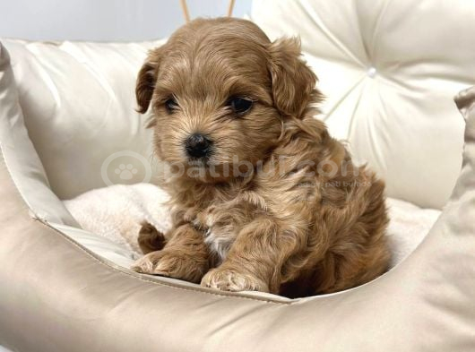 Toy Poodle Sevi̇mli̇ Yavrular Ev Üreti̇mi̇