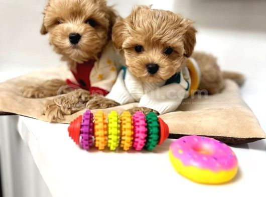 Toy Poodle Sevi̇mli̇ Yavrular Ev Üreti̇mi̇ görsel