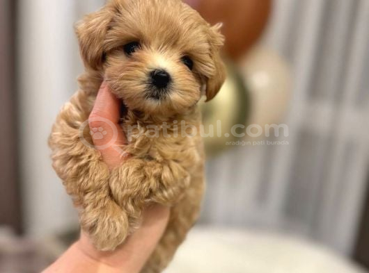Toy Poodle Sevi̇mli̇ Yavrular Ev Üreti̇mi̇