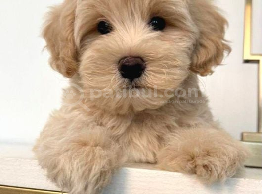 Malti̇poo Ci̇nsi̇ Yavrular Ev Üreti̇mi̇ görsel