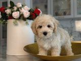 Malti̇poo Ci̇nsi̇ Yavrular Ev Üreti̇mi̇