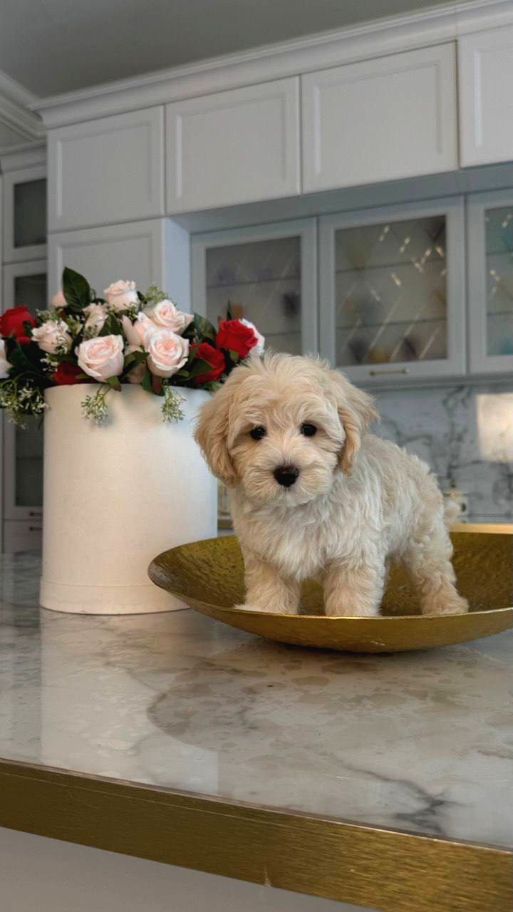 Maltİpoo Cİnsİ Yavrular Ev Üretİmİ