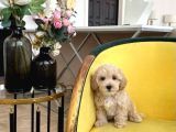 Malti̇poo Ci̇nsi̇ Yavrular Ev Üreti̇mi̇