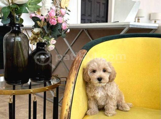 Malti̇poo Ci̇nsi̇ Yavrular Ev Üreti̇mi̇ görsel