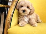 Malti̇poo Ci̇nsi̇ Yavrular Ev Üreti̇mi̇