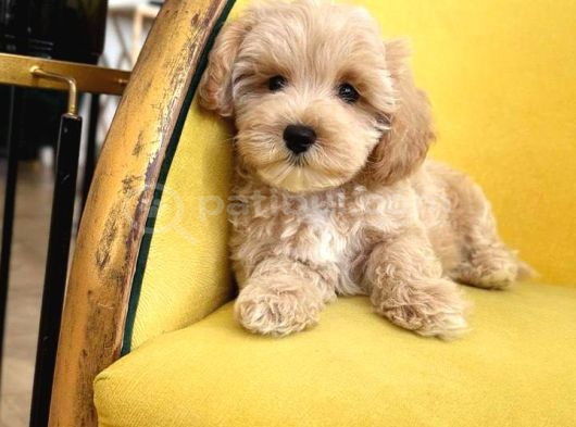 Malti̇poo Ci̇nsi̇ Yavrular Ev Üreti̇mi̇